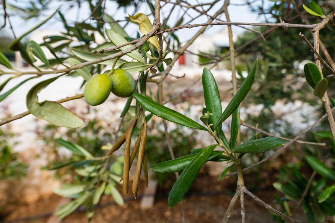 Masseria Mezza Ruota Алберобело Екстериор снимка